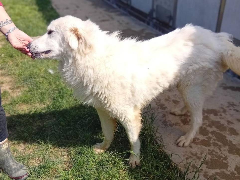 Adotta un cane, taglia grande, maschio, Bergamo