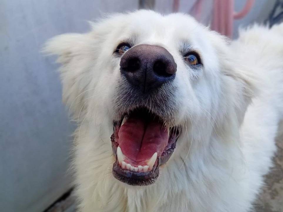 Vuoi adottare un cane a Bergamo?