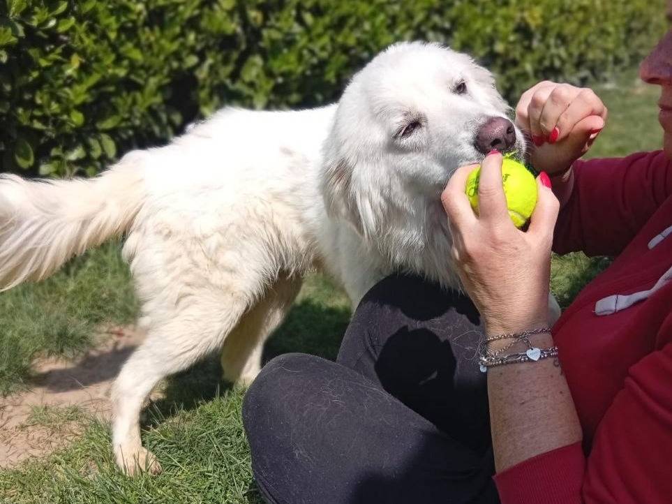 Adotta il cane Luca a Bergamo