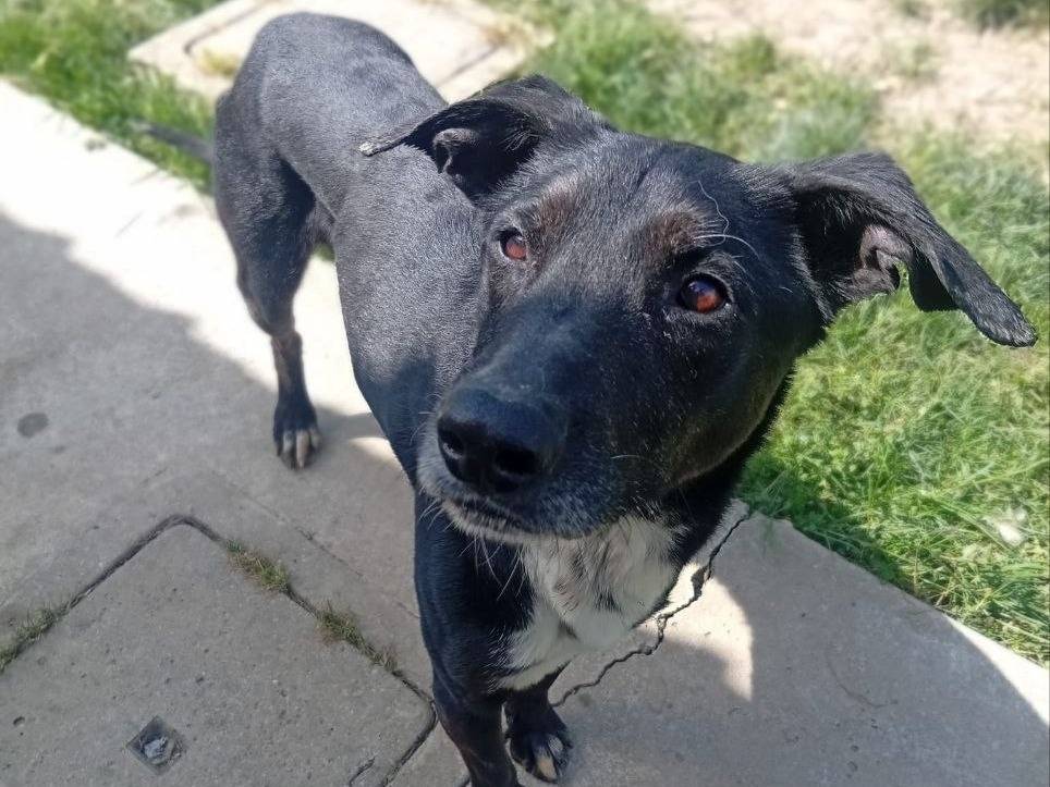 Adozione cane, maschio, Razza sconosciuta Razza sconosciuta, 7 anni e 3 mesi, taglia media contenuta, Bergamo