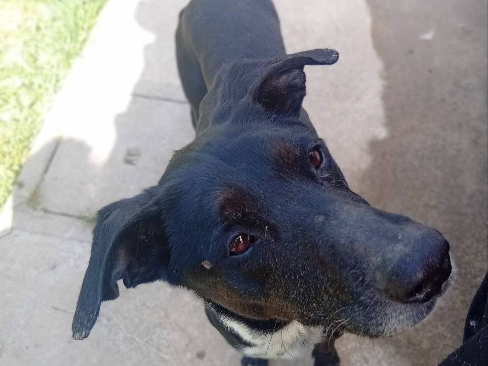 Adotta un cane, maschio, 7 anni e 3 mesi, Bergamo