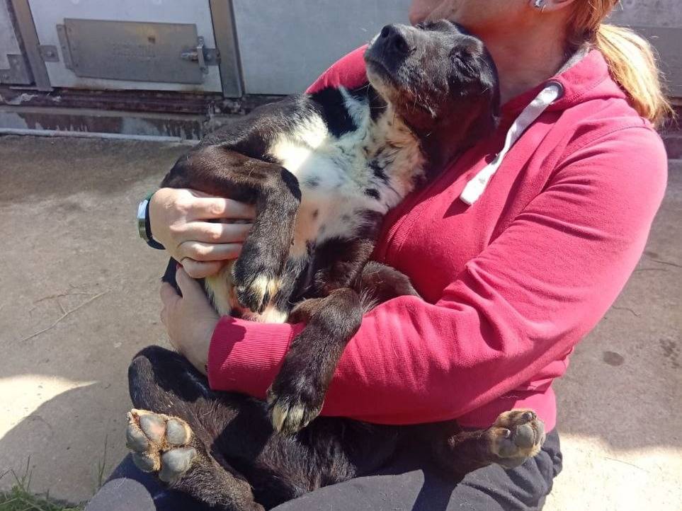 Adotta un cane, taglia media contenuta, maschio, Bergamo