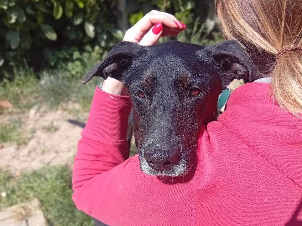 Vuoi adottare un cane a Bergamo?