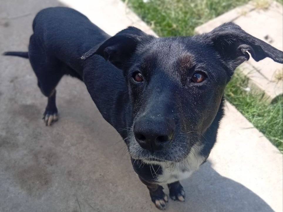 Adotta il cane Poldo a Bergamo