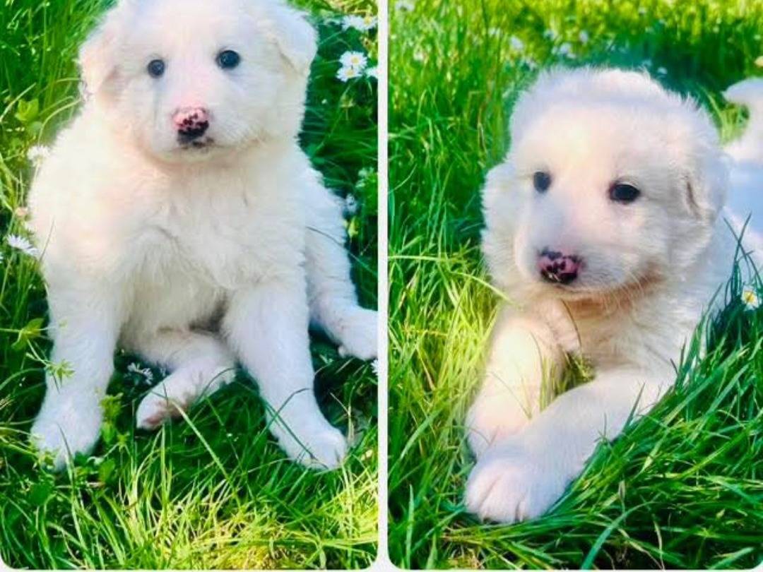 Adotta un cane, maschio, 1 mesi, Frosinone