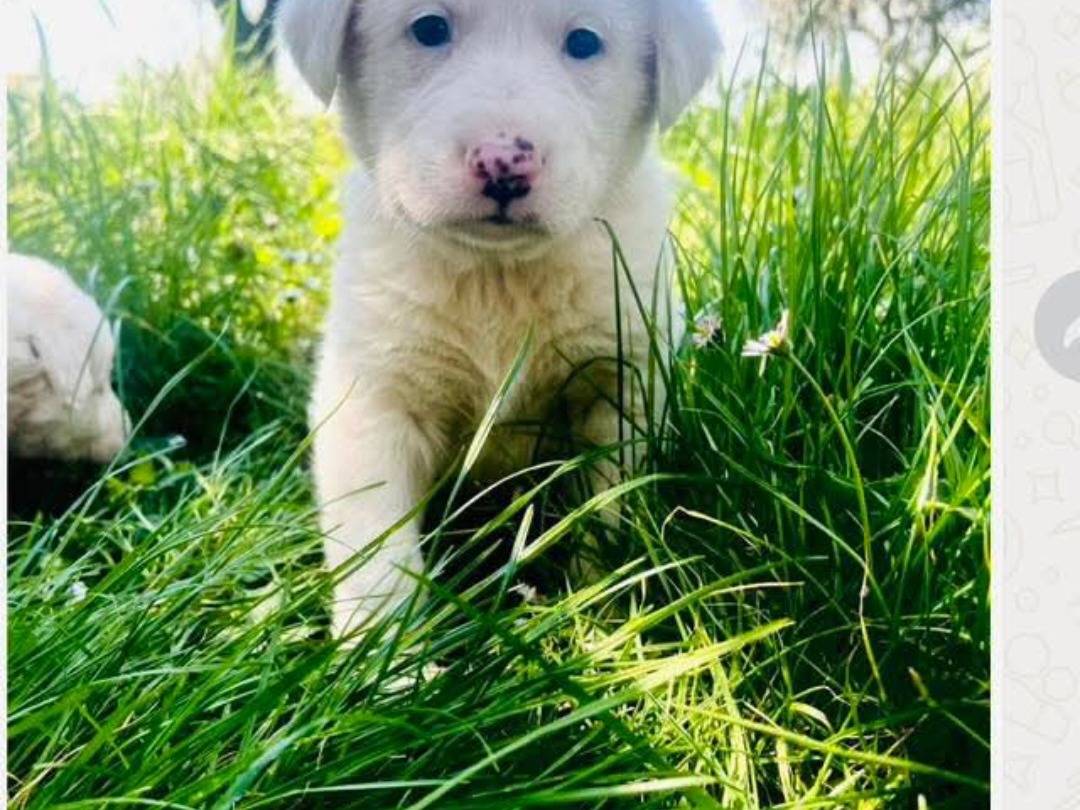 Adotta un cane, taglia media, maschio, Frosinone