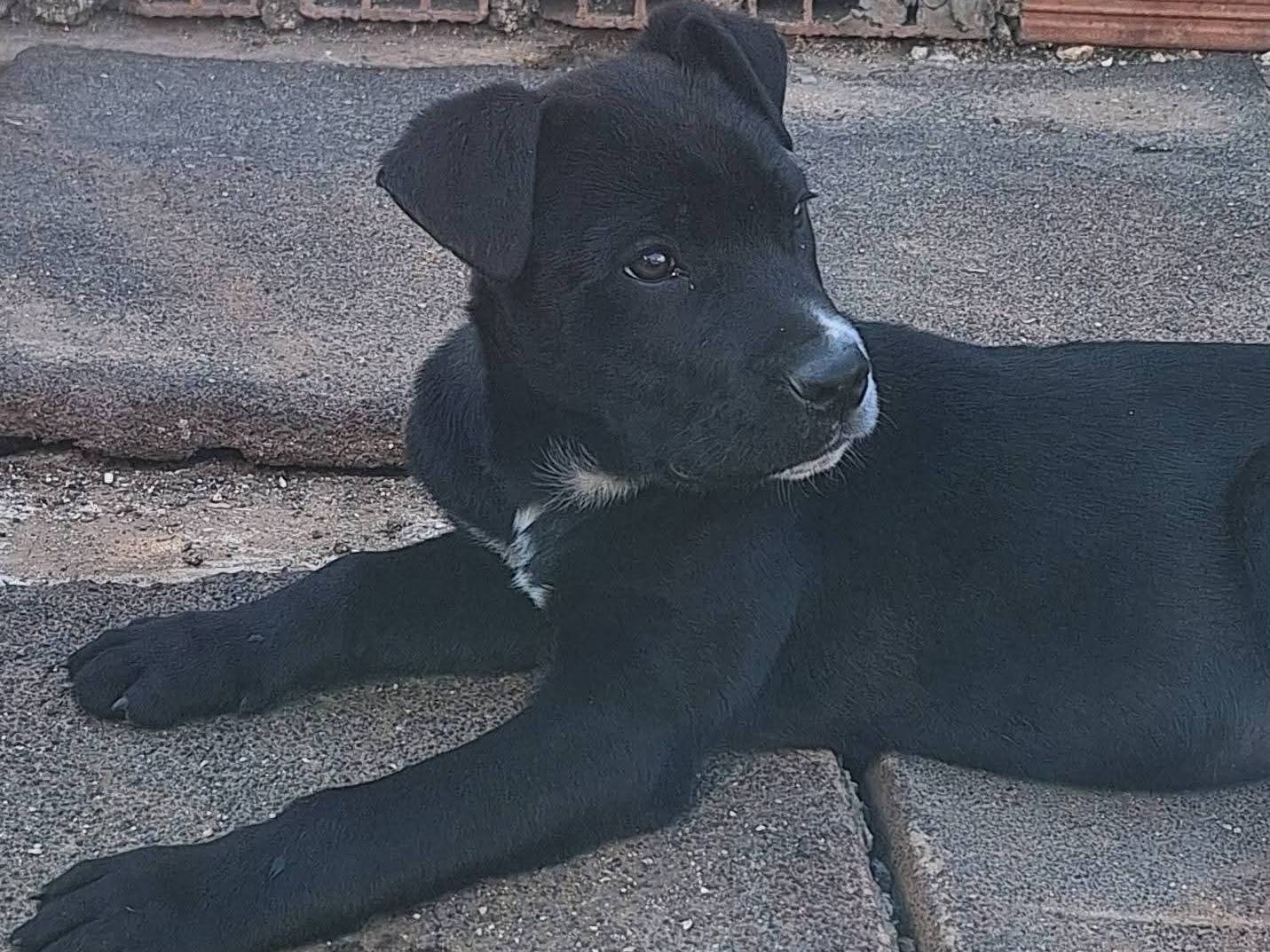 Adozione cane, maschio, Razza sconosciuta Razza sconosciuta, 3 mesi, taglia media, Bari