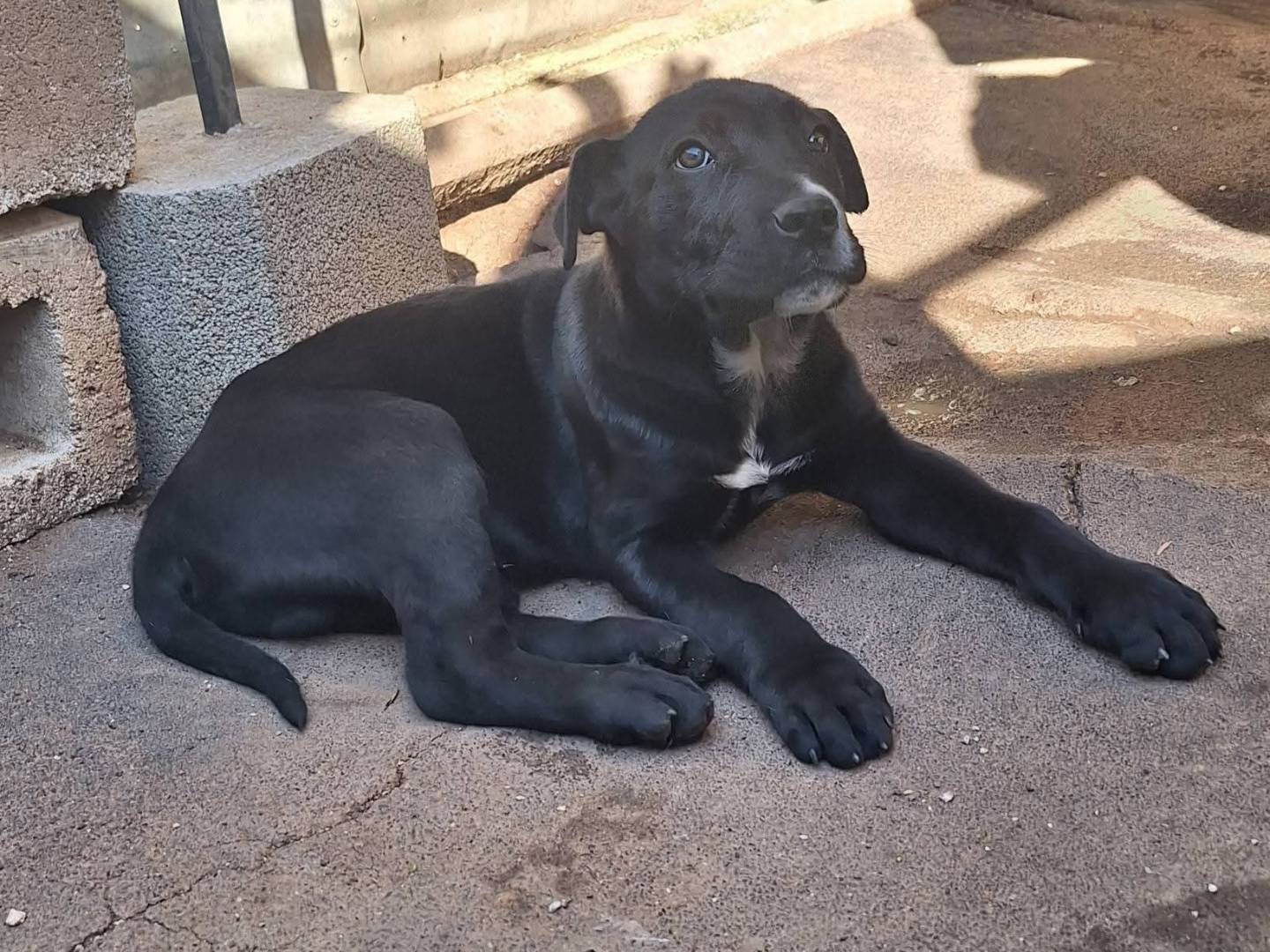 Adotta un cane, maschio, 3 mesi, Bari