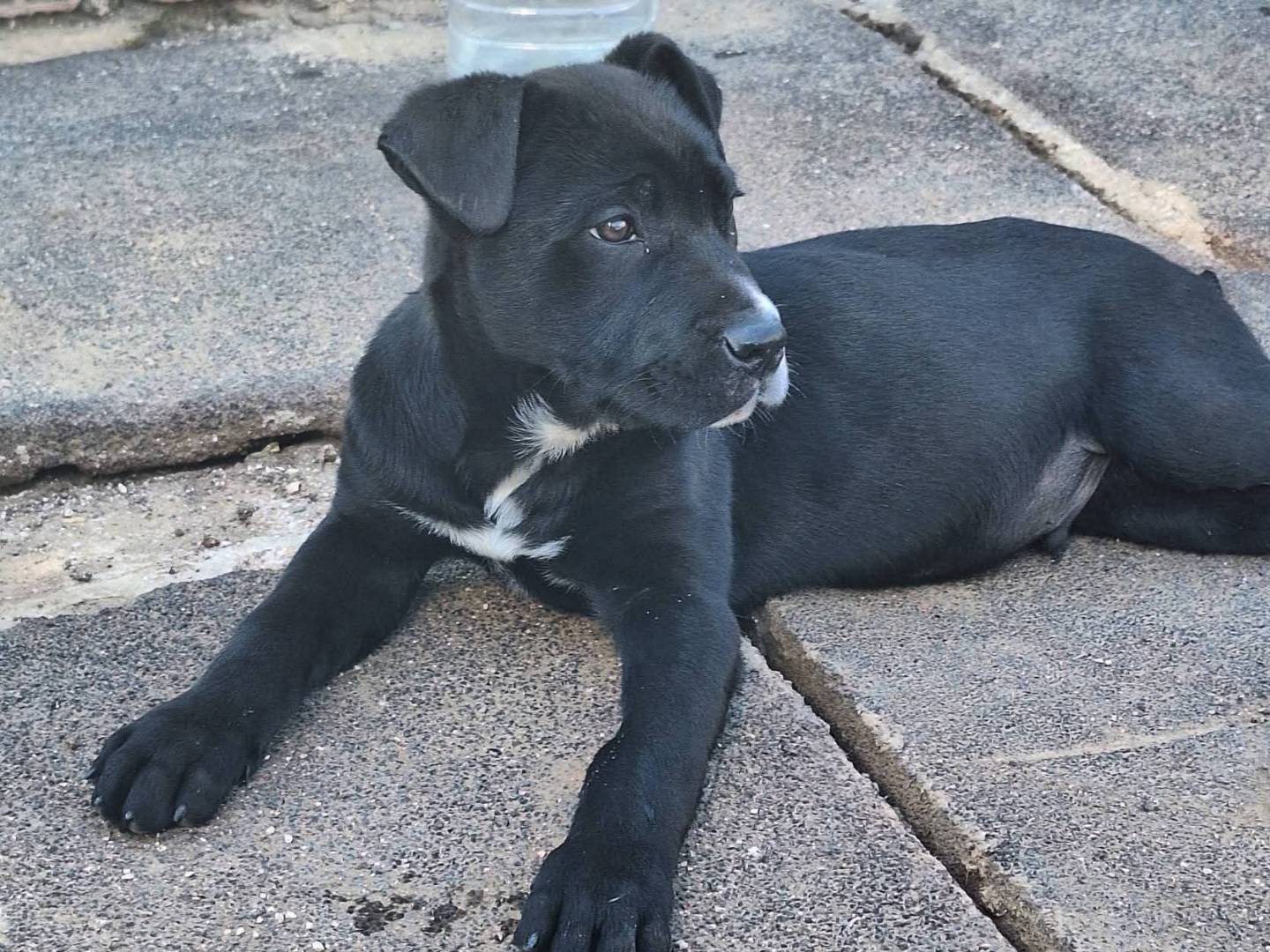 Adotta un cane, taglia media, maschio, Bari