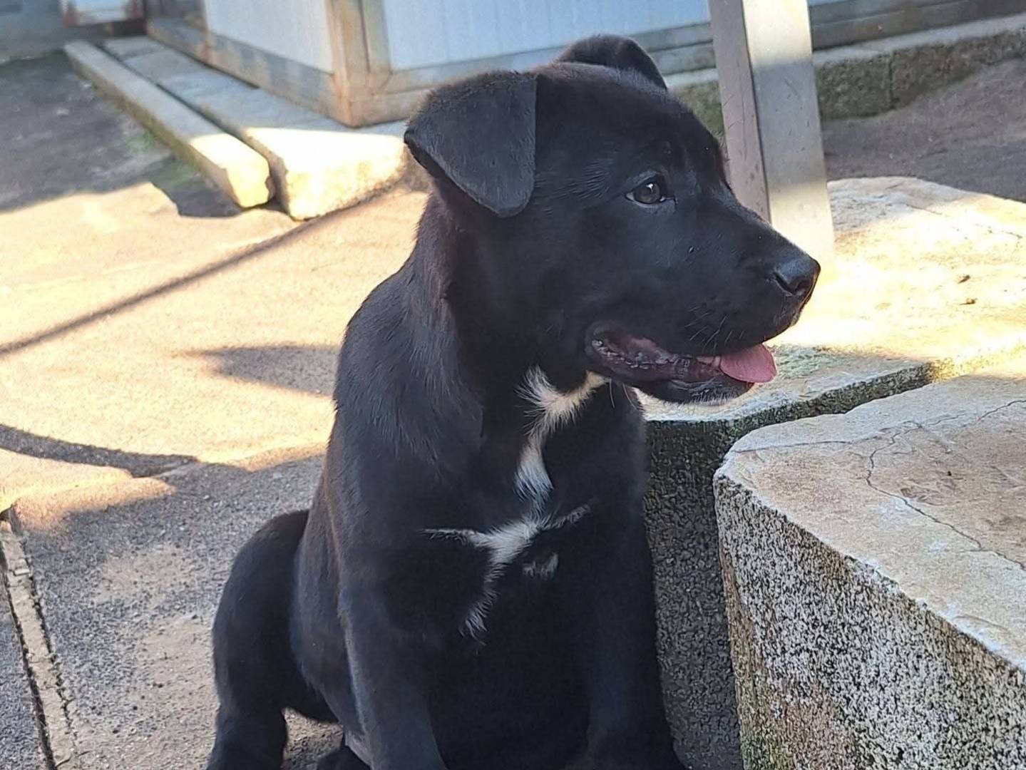 Vuoi adottare un cane a Bari?