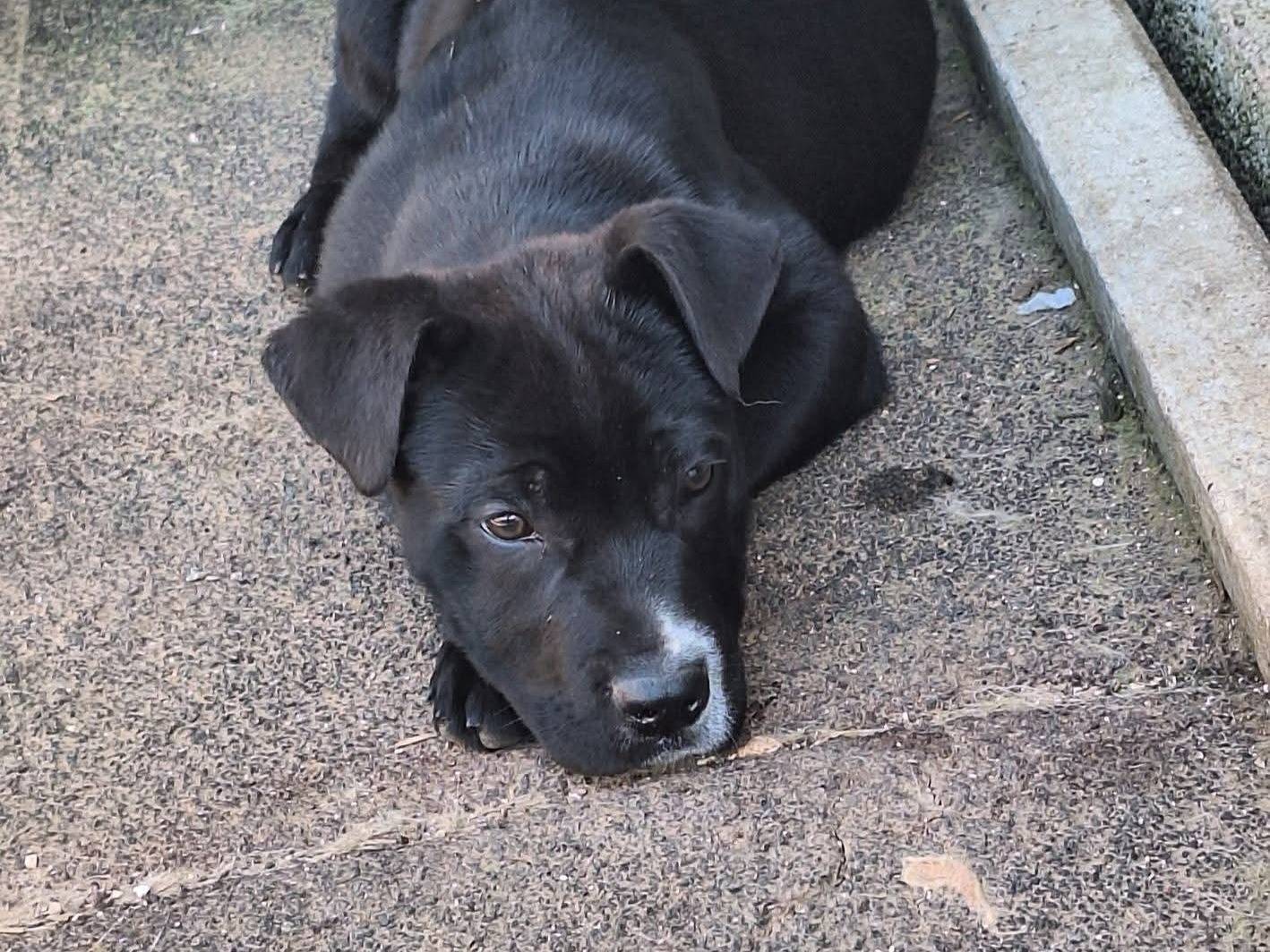 Adotta il cane Artù  a Bari