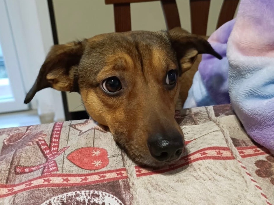 Adozione cane, maschio, Bassotto Jack Russell Terrier, 3 anni e 2 mesi, taglia piccola, Latina