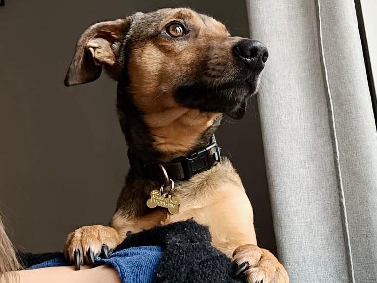 Adotta un cane, maschio, 3 anni e 2 mesi, Latina