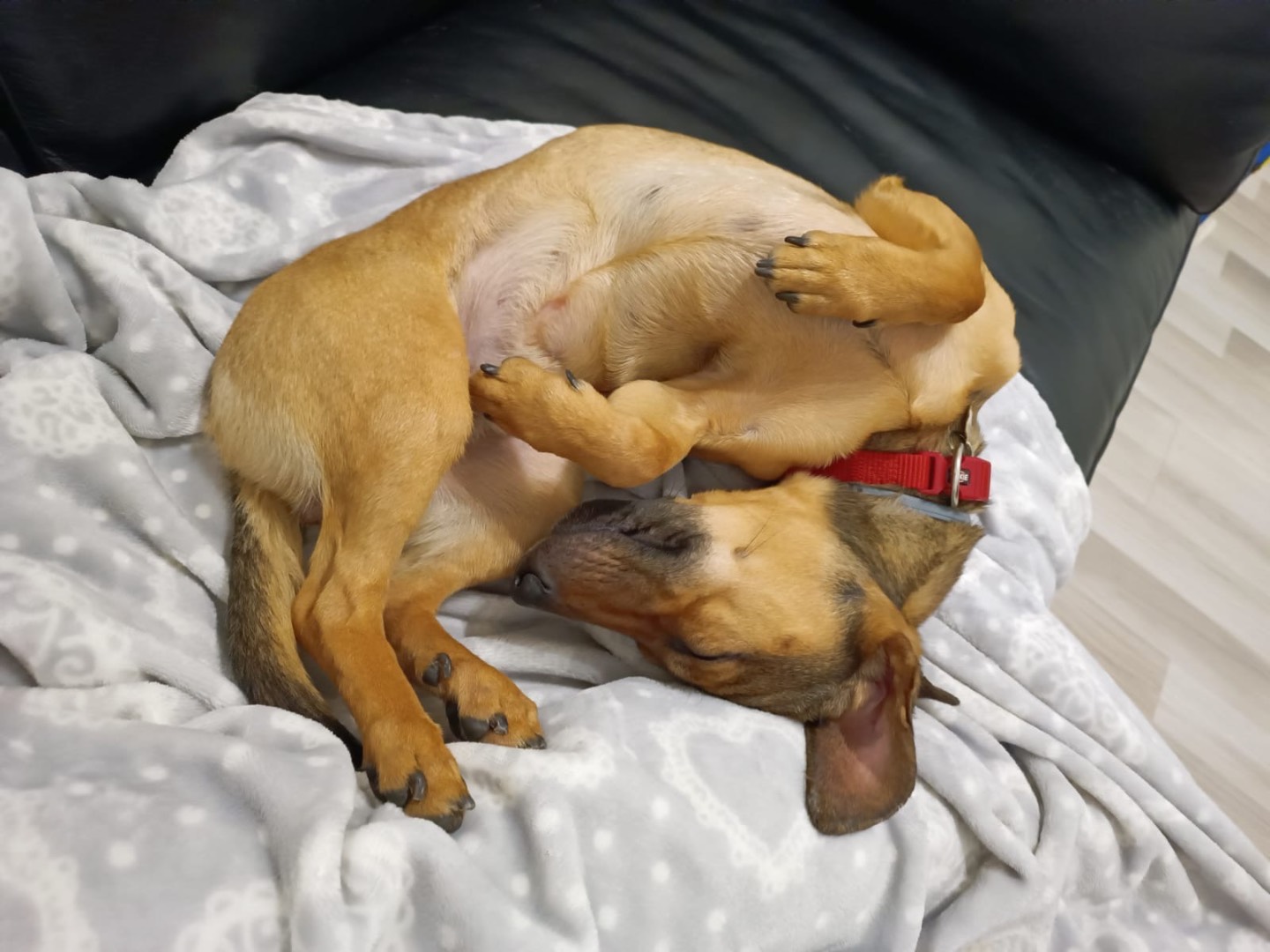 Adotta un cane, taglia piccola, maschio, Latina