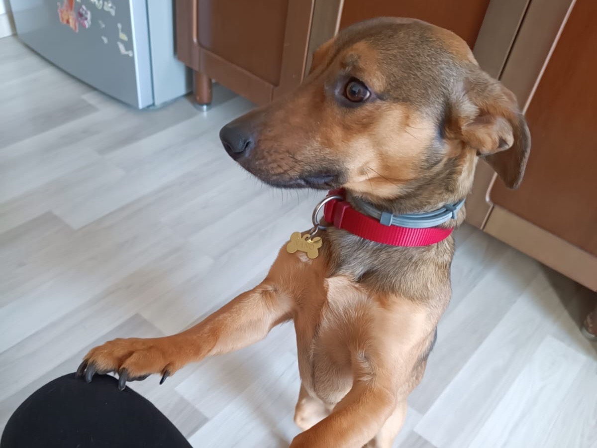 Vuoi adottare un cane a Latina?