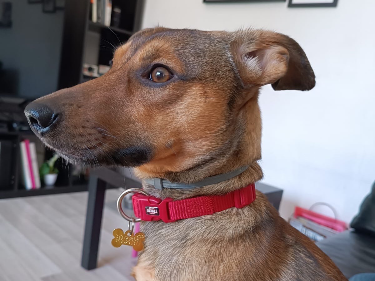 Adotta il cane Nano a Latina