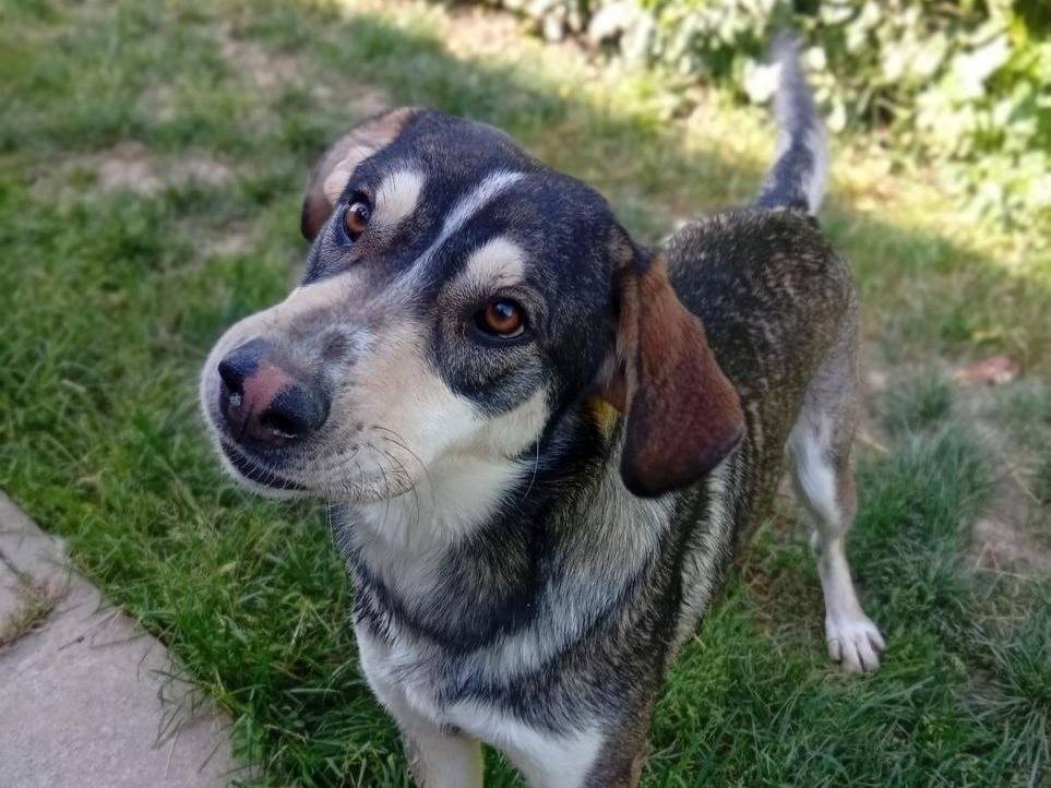 Adozione cane, maschio, Siberian Husky Razza sconosciuta, 2 anni e 3 mesi, taglia media, Bergamo