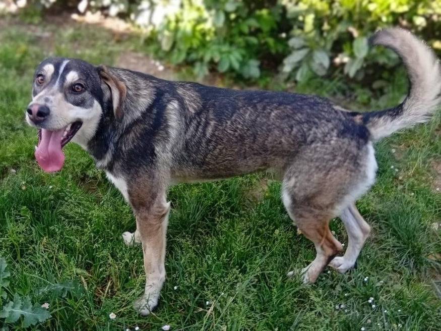 Adotta un cane, maschio, 2 anni e 3 mesi, Bergamo