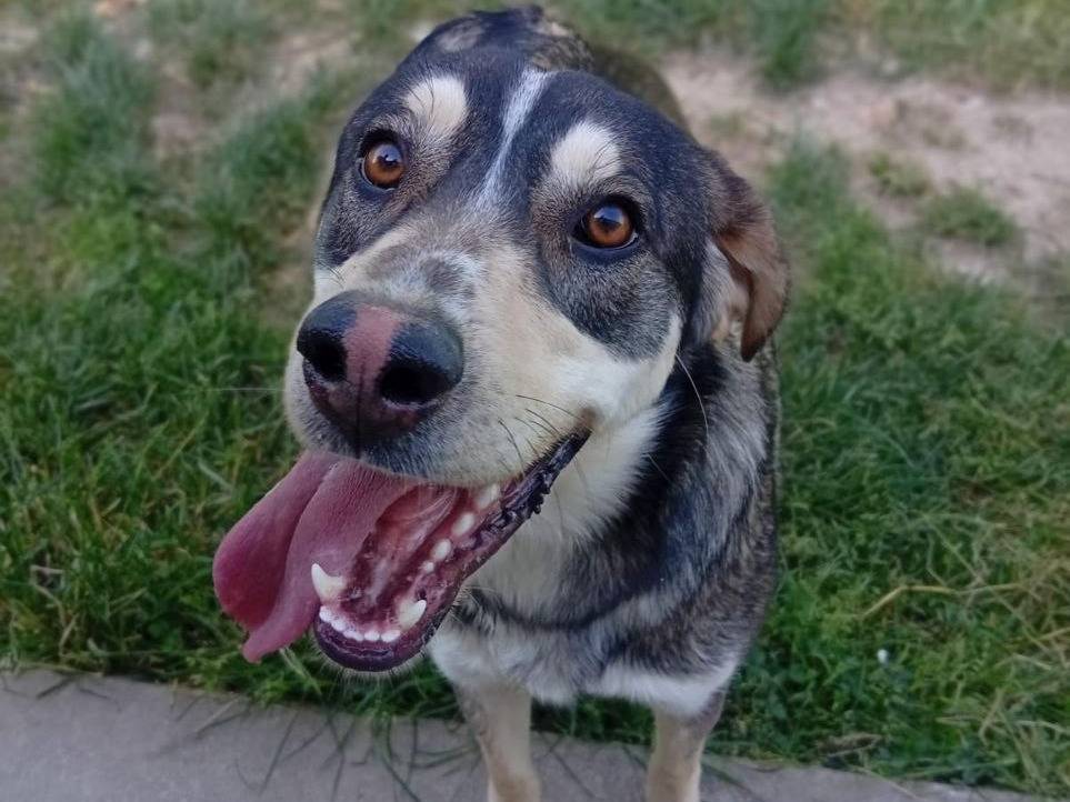 Adotta un cane, taglia media, maschio, Bergamo