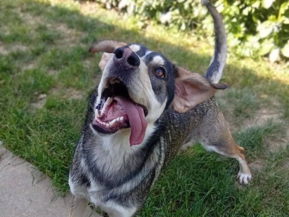 Vuoi adottare un cane a Bergamo?