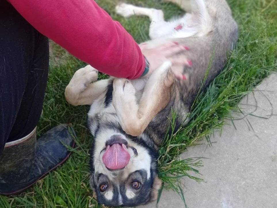 Adotta il cane Sofficino a Bergamo