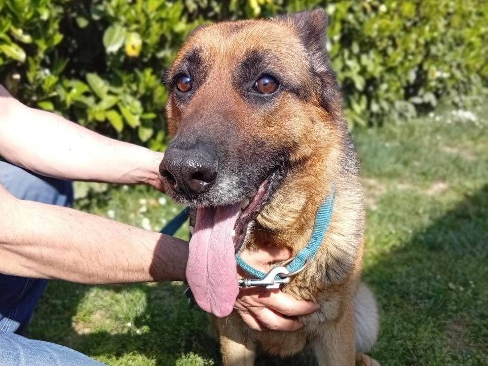 Vuoi adottare un cane a Bergamo?