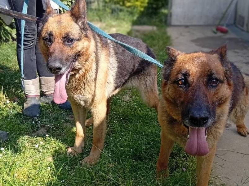 Adotta il cane Peska e Mokka a Bergamo