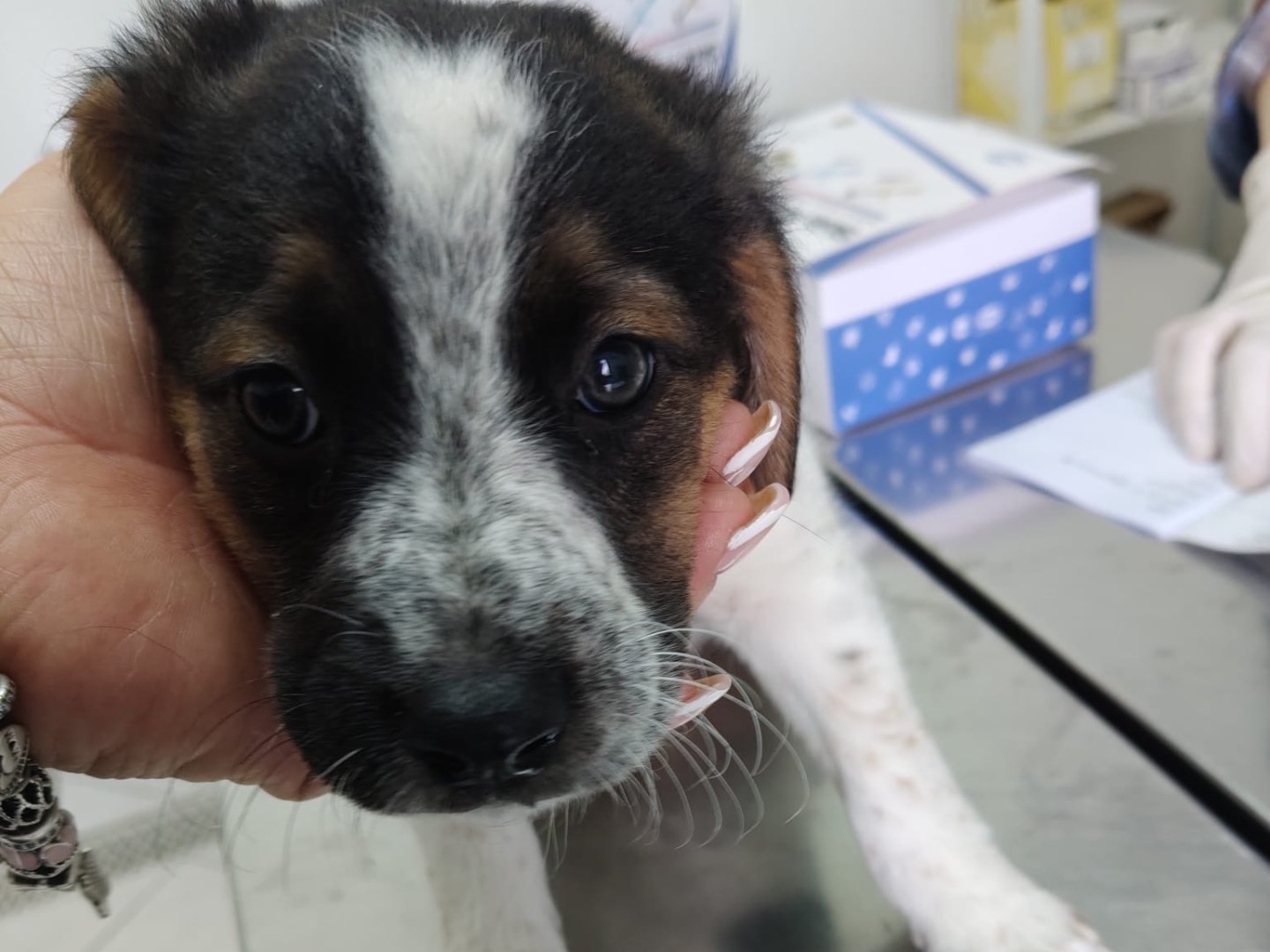 Adozione cane, femmina, Razza sconosciuta Razza sconosciuta, 2 mesi, taglia media, Crotone