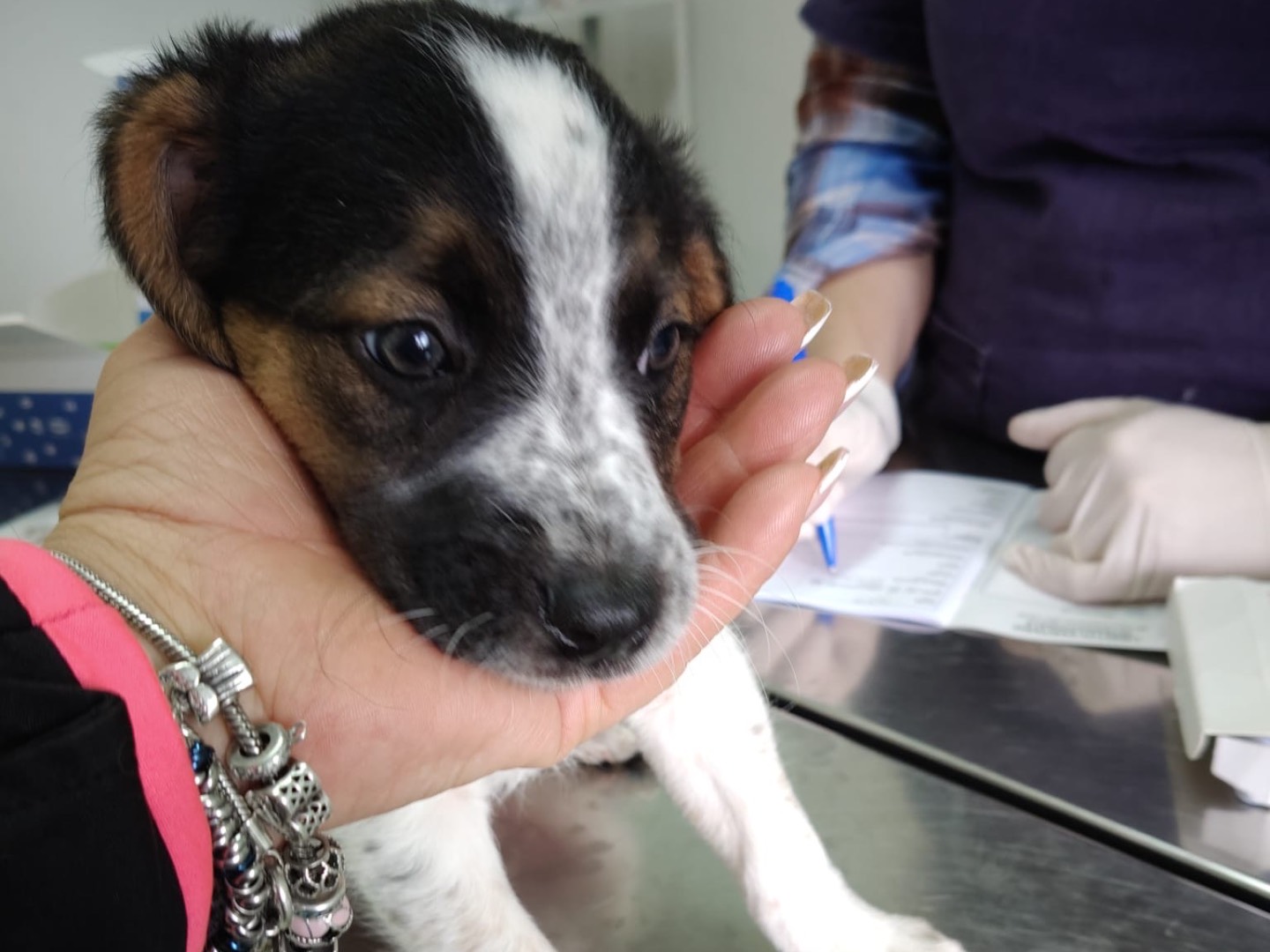 Adotta un cane, femmina, 2 mesi, Crotone