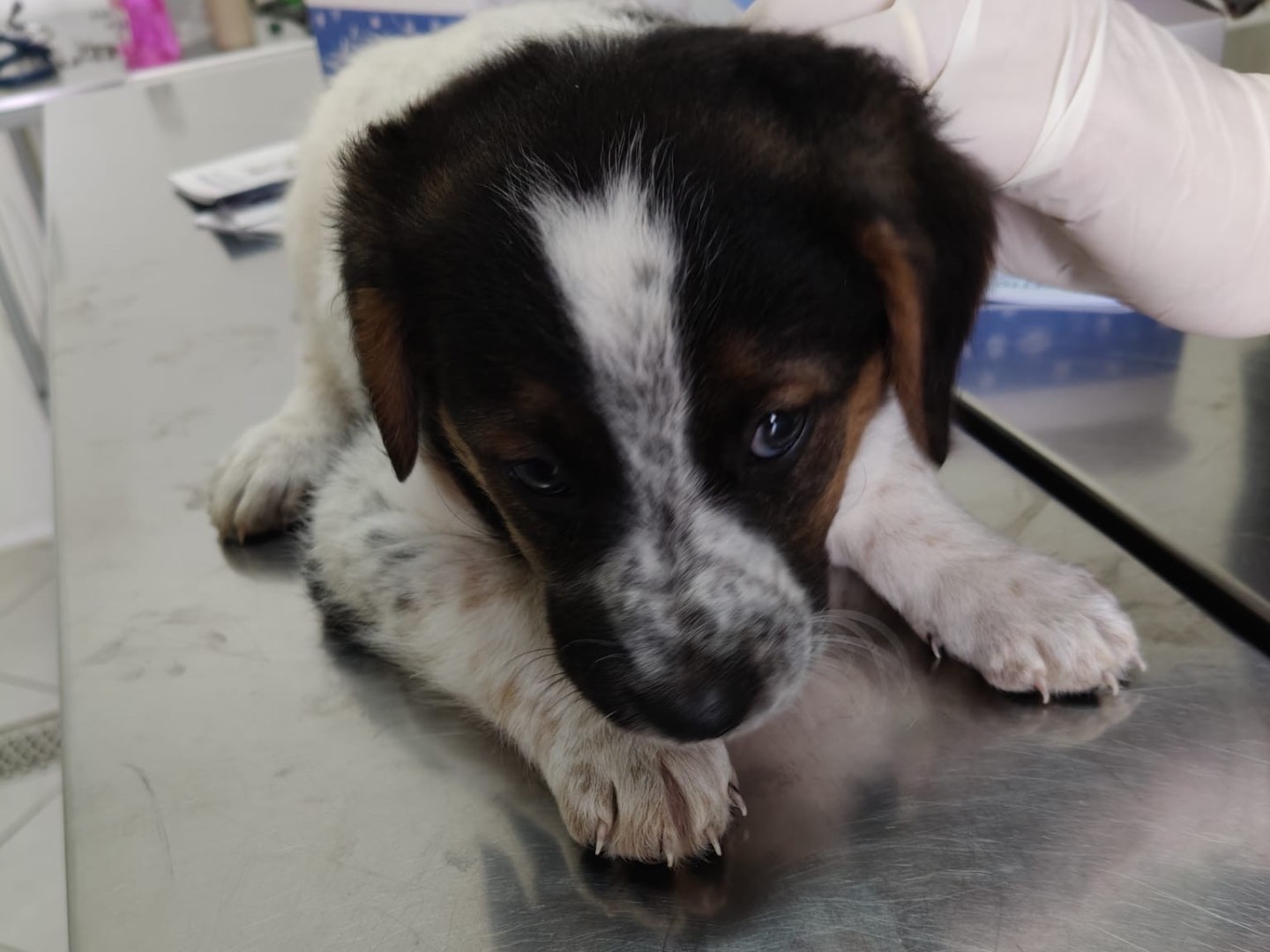 Vuoi adottare un cane a Crotone?