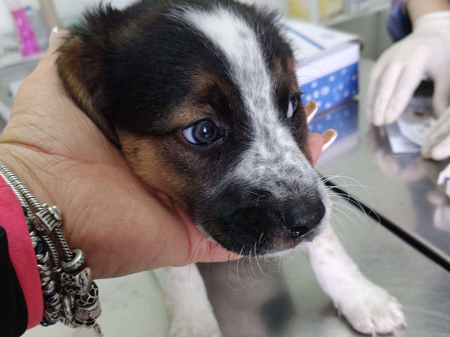 Adotta il cane TIANA a Crotone