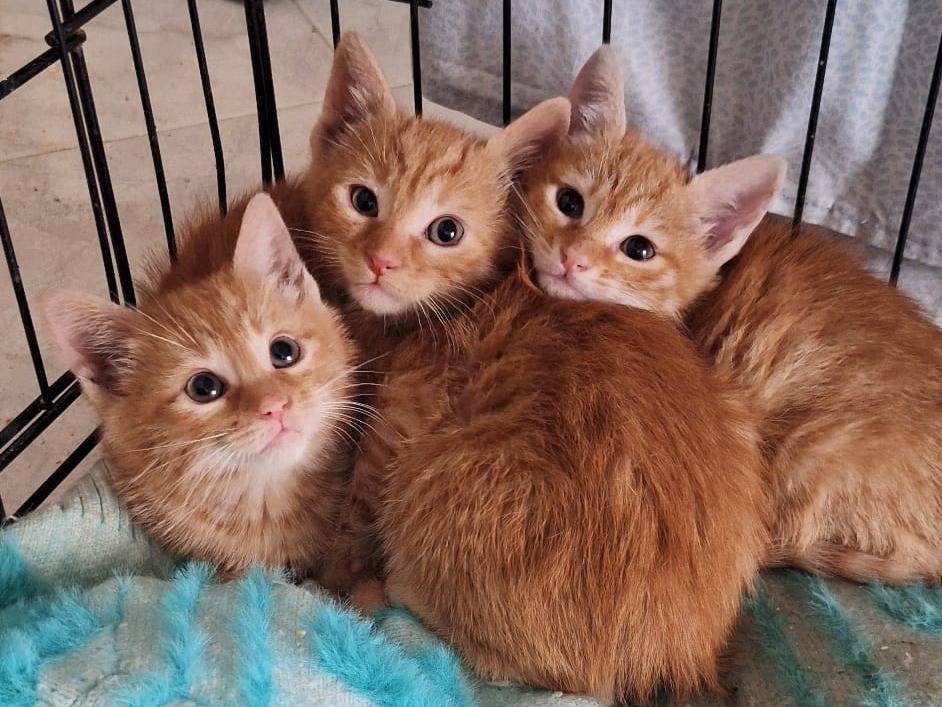 Vuoi adottare un gatto a Genova?