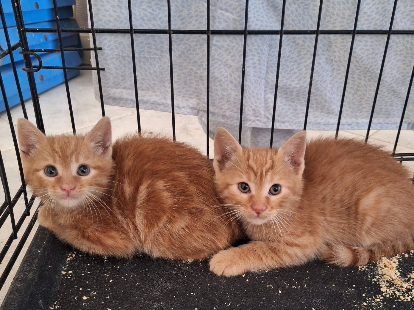 Adotta un gatto, taglia non valida, maschio, Genova