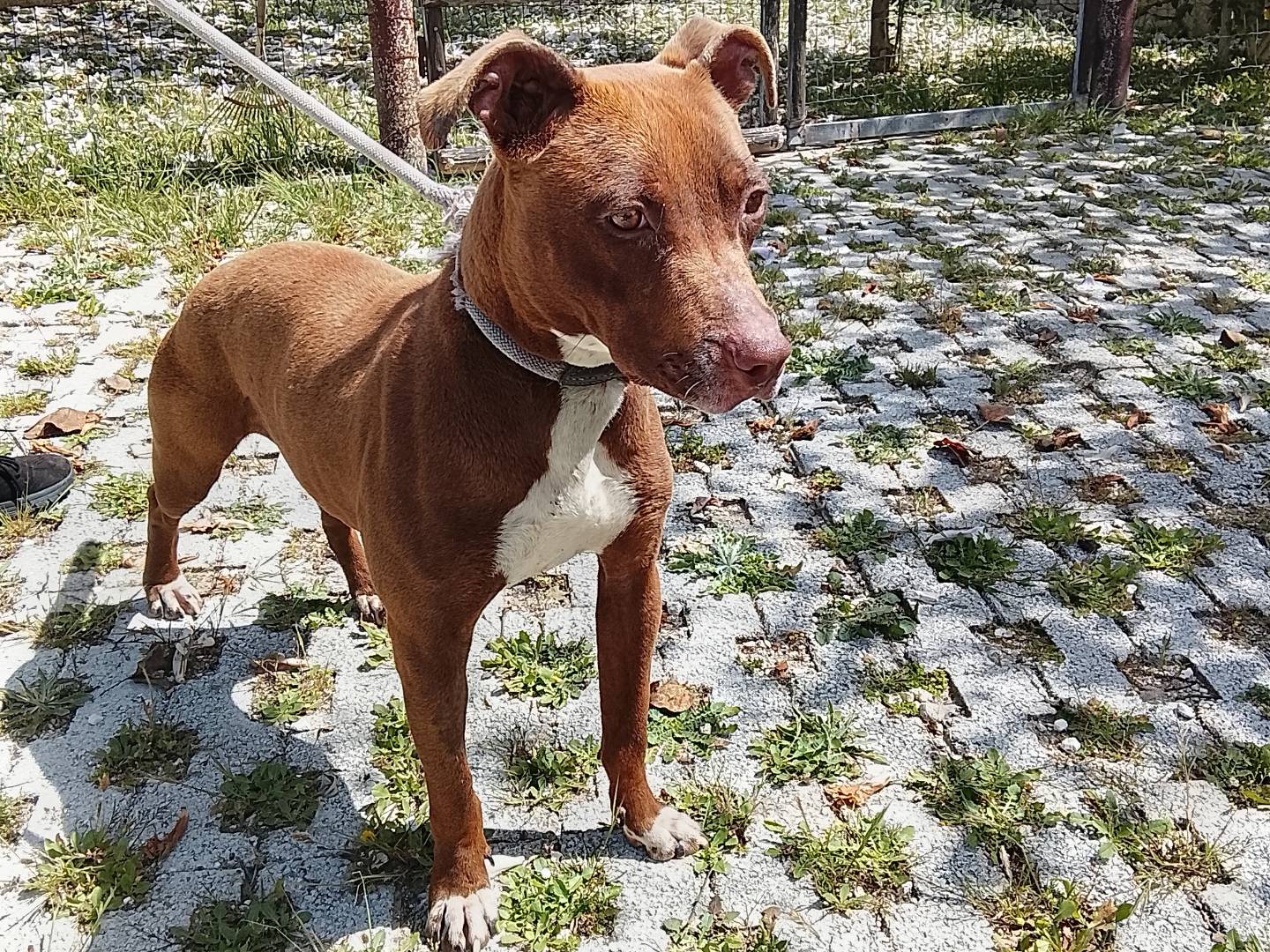 Adotta un cane, femmina, 2 anni, Siracusa