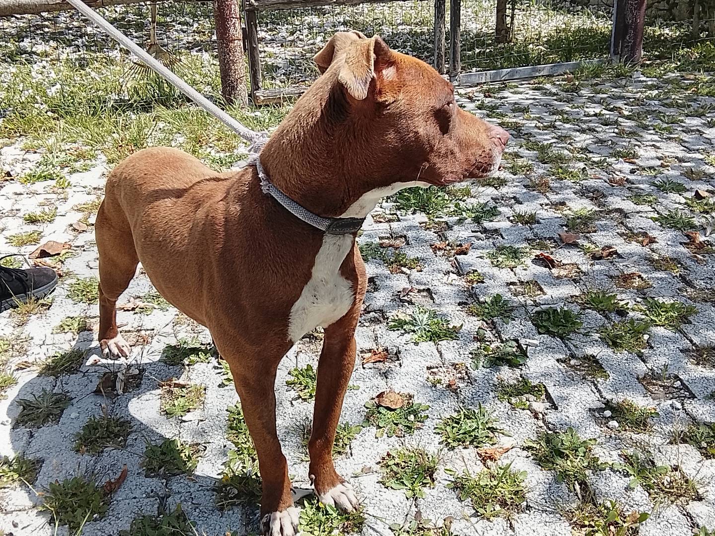 Adotta un cane, taglia media, femmina, Siracusa