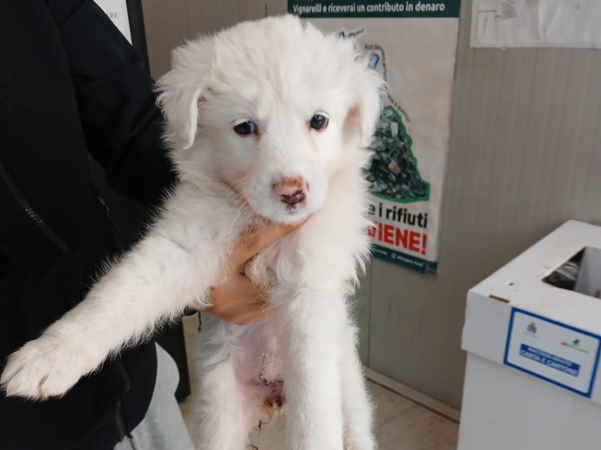 Adozione cane, femmina, Razza sconosciuta Razza sconosciuta, 3 mesi, taglia media, Siracusa