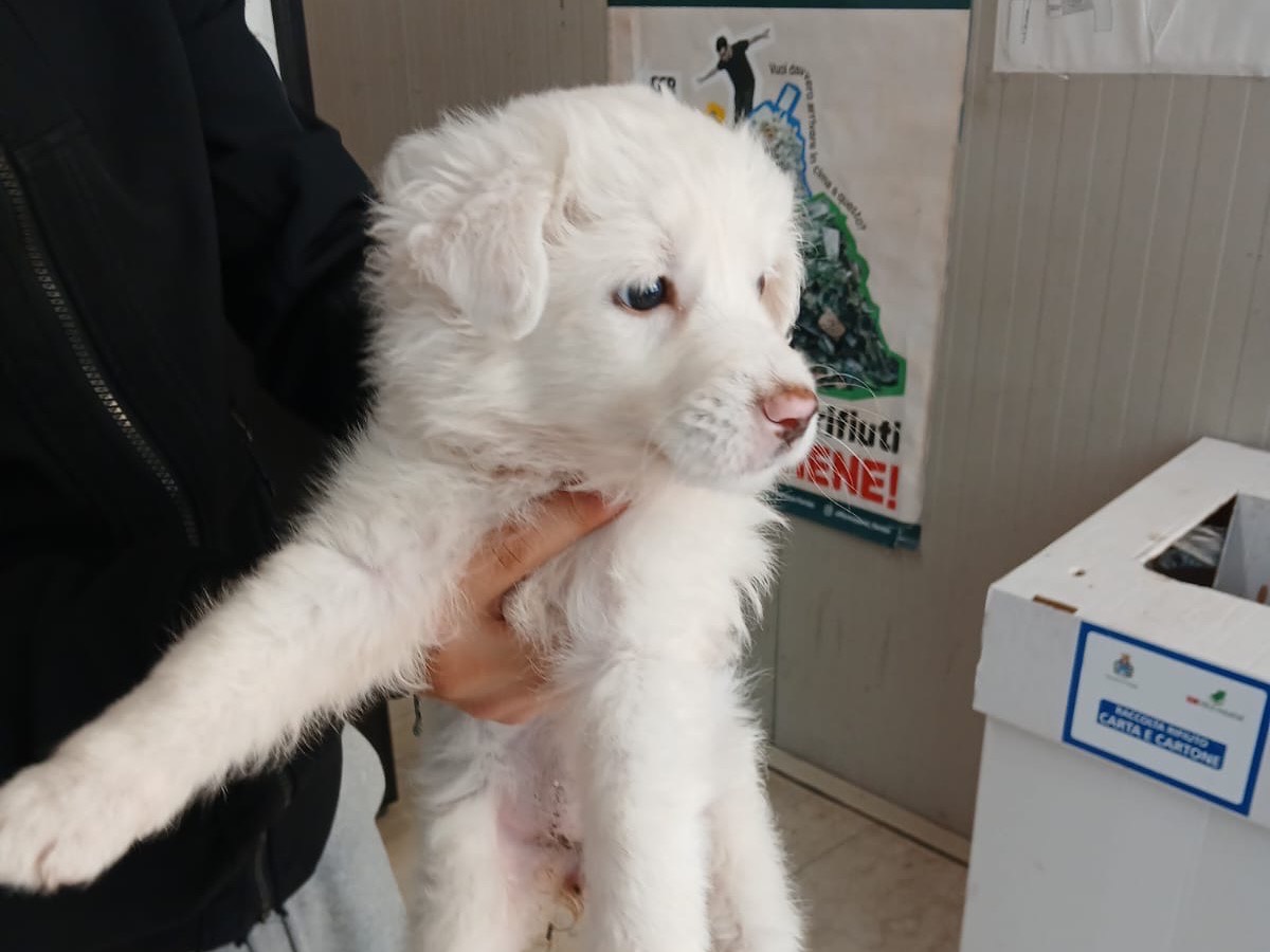 Adotta un cane, femmina, 3 mesi, Siracusa