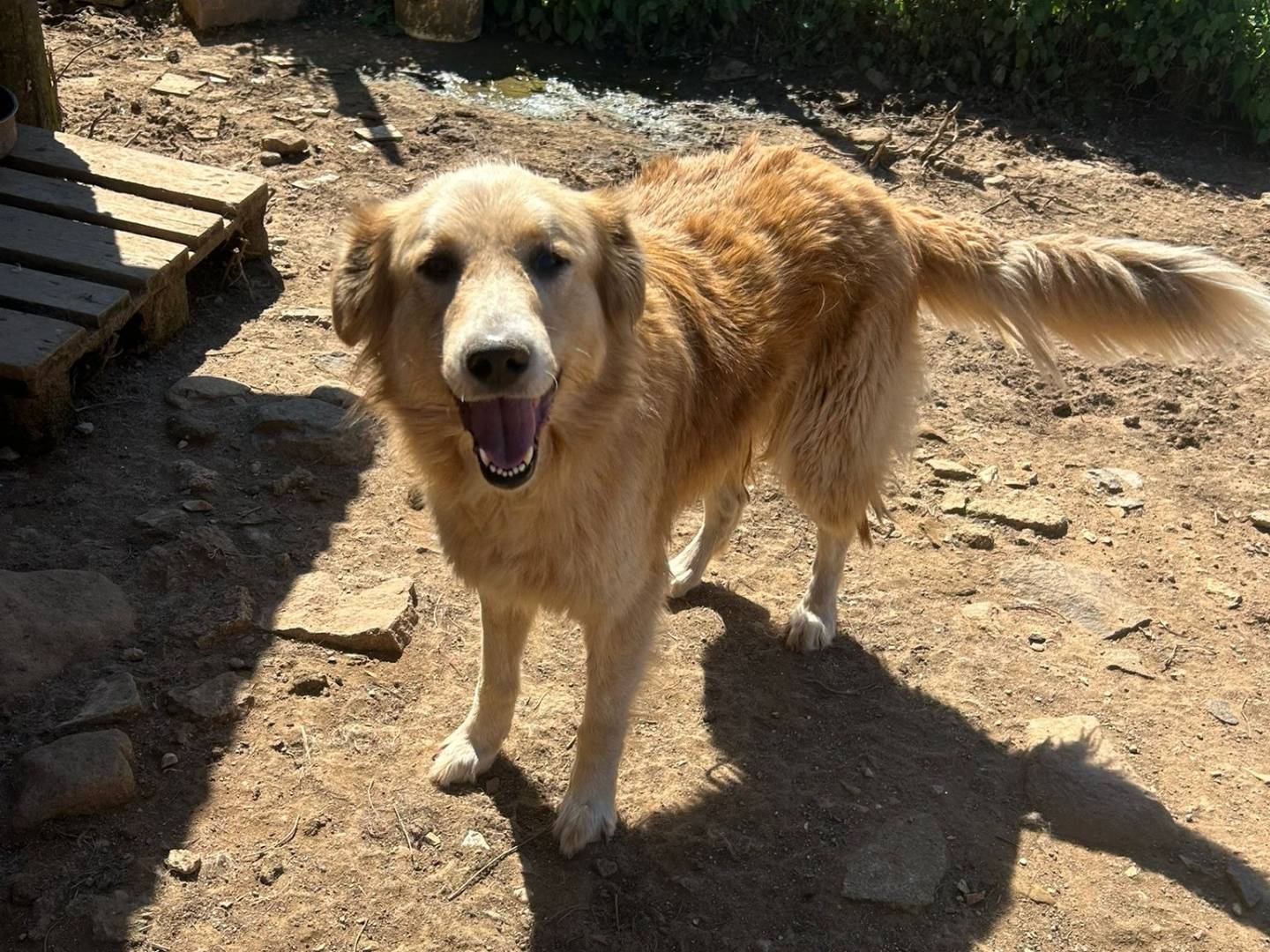 Adozione cane, femmina, Golden Retriever Razza sconosciuta, 4 anni e 7 mesi, taglia media, Catanzaro