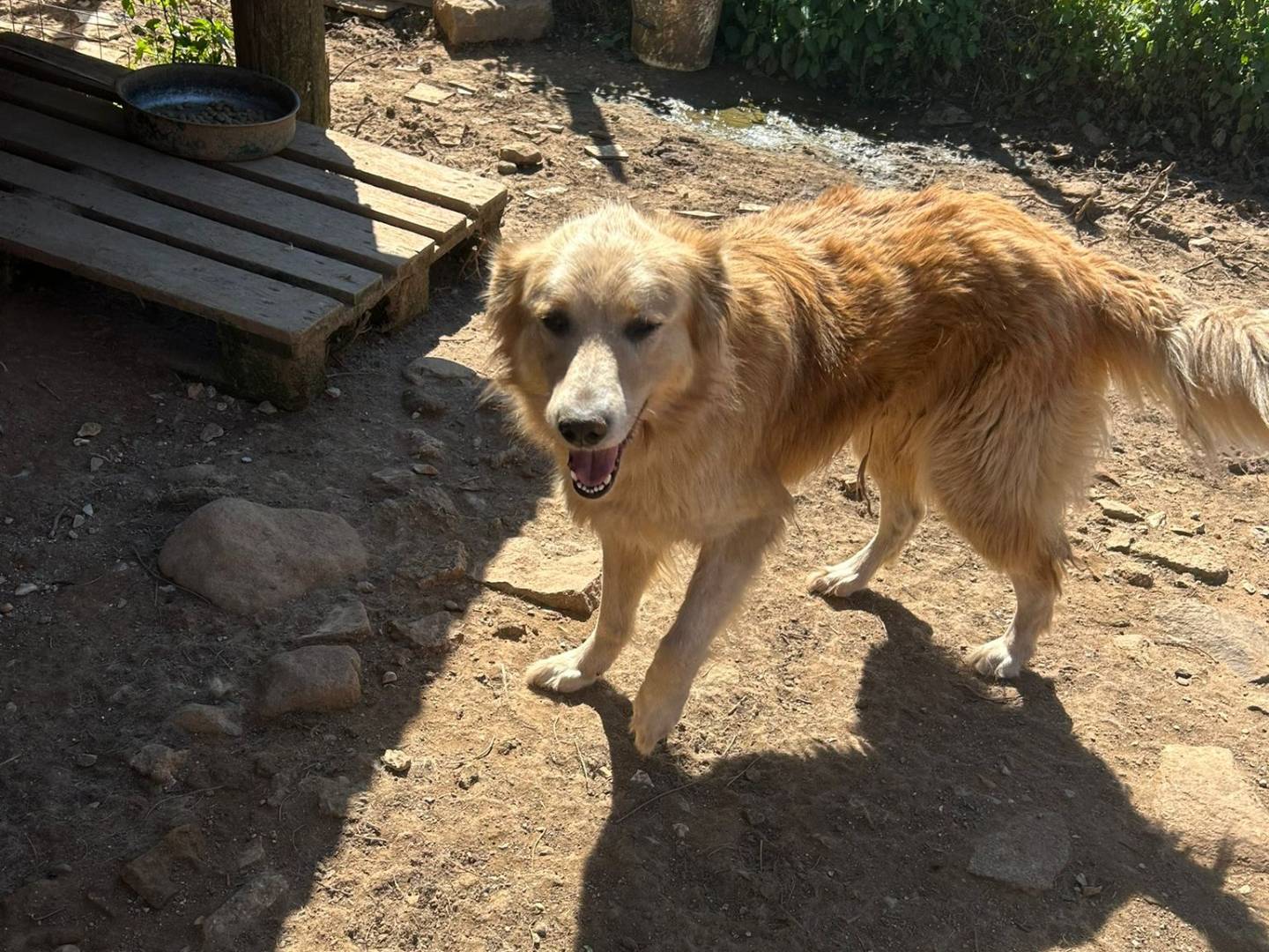 Adotta un cane, femmina, 4 anni e 7 mesi, Catanzaro