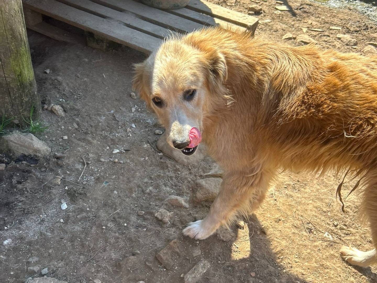 Adotta un cane, taglia media, femmina, Catanzaro