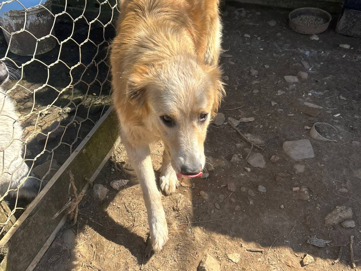 Vuoi adottare un cane a Catanzaro?