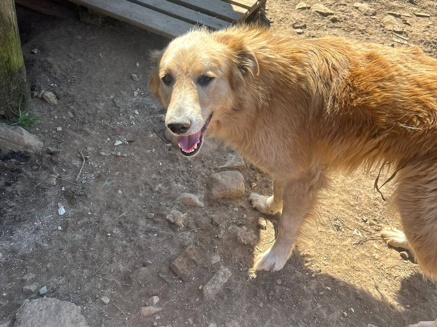 Adotta il cane Susy a Catanzaro