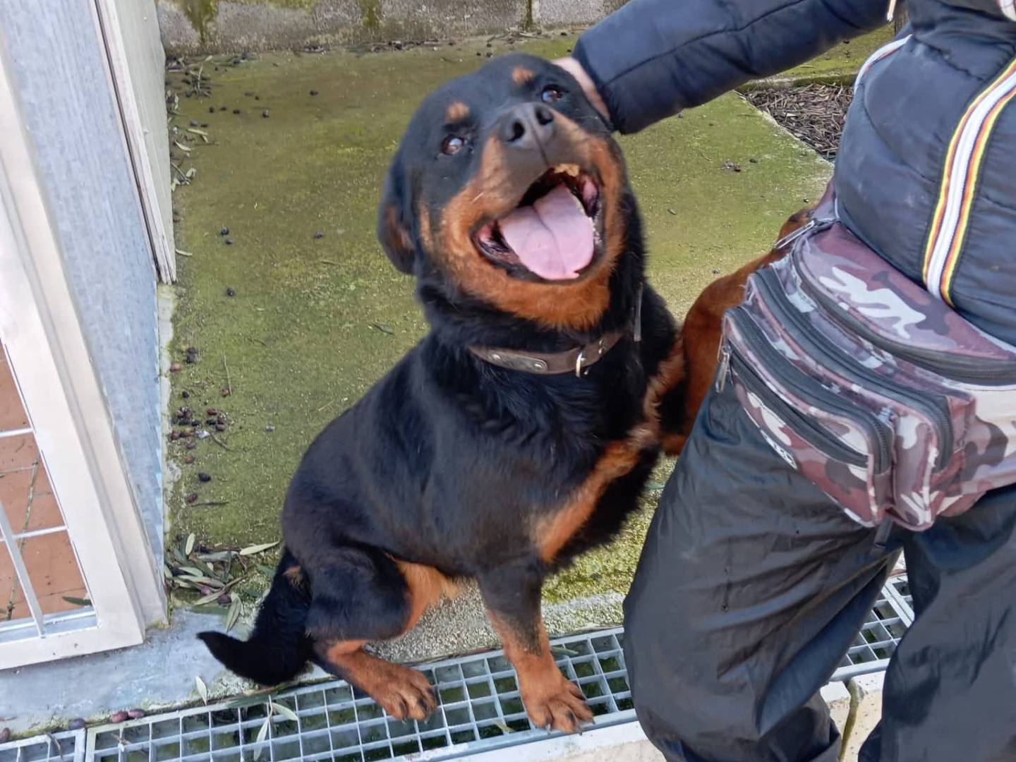 Adozione cane, femmina, Rottweiler Razza sconosciuta, 4 anni, taglia media, Bari