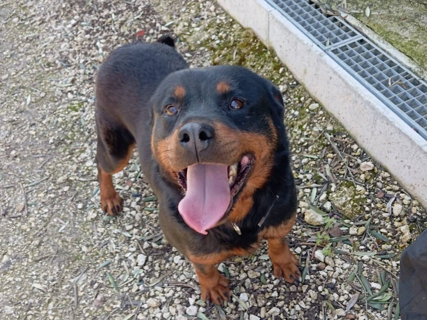 Adotta un cane, taglia media, femmina, Bari