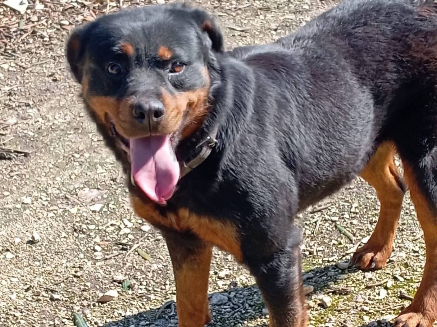 Vuoi adottare un cane a Bari?