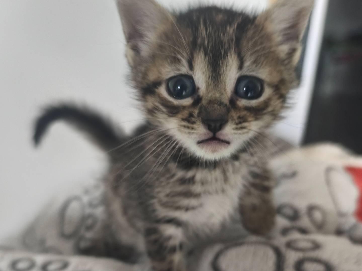 Adozione gatto, femmina, Razza sconosciuta Razza sconosciuta, 1 mesi, taglia non valida, Messina