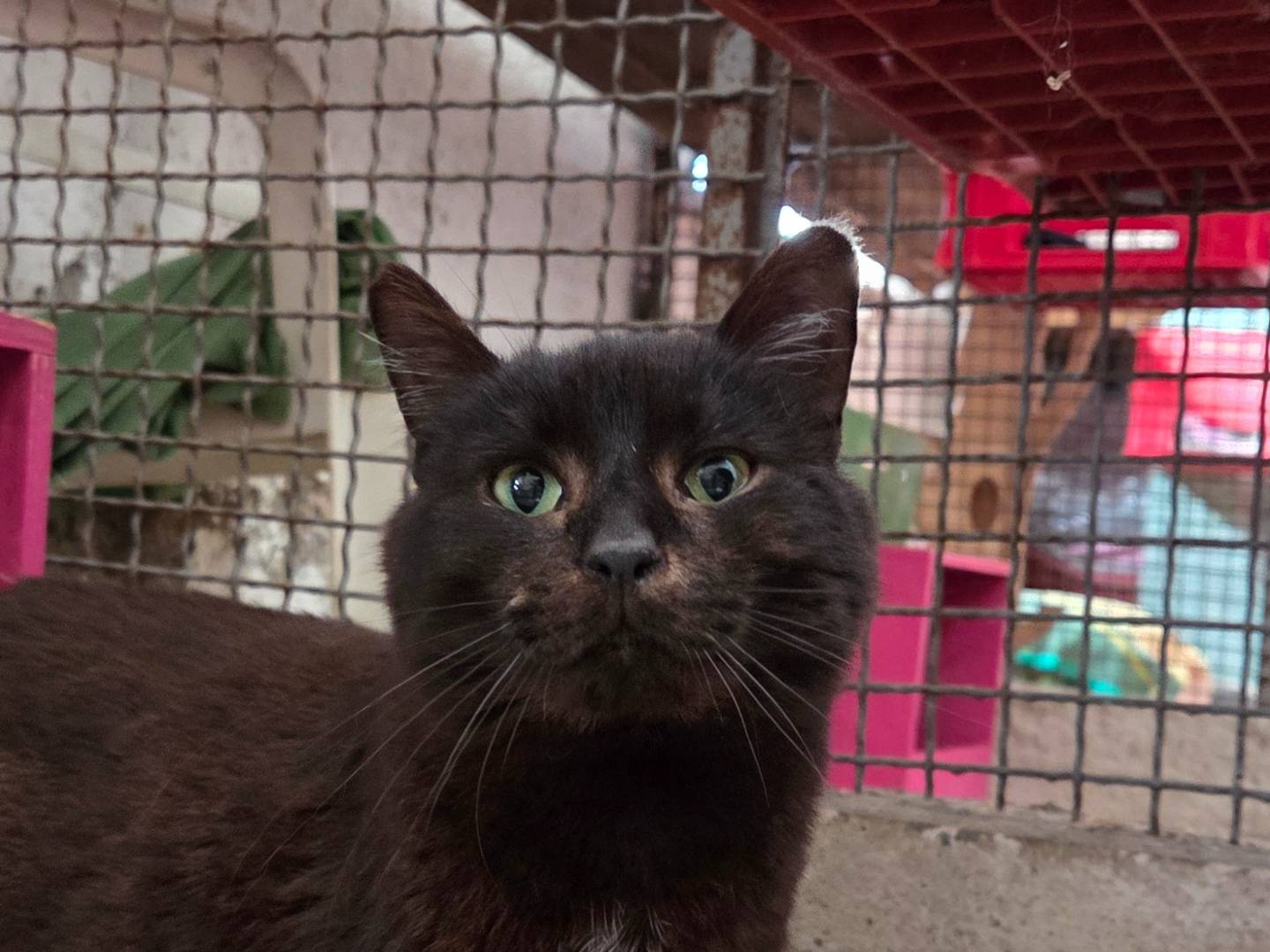 Adozione gatto, maschio, Razza sconosciuta Razza sconosciuta, 4 anni e 3 mesi, taglia non valida, Roma