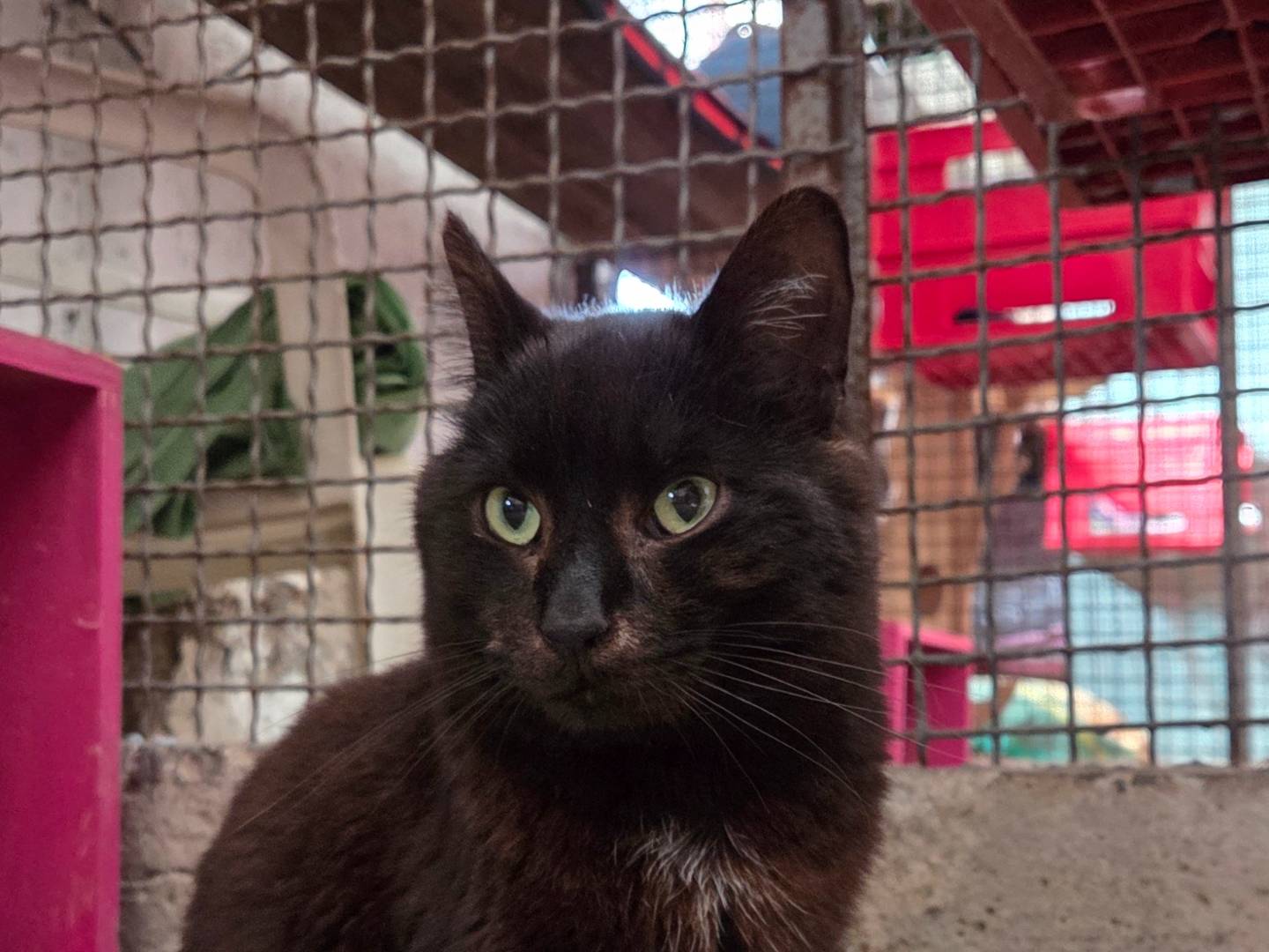 Adotta un gatto, maschio, 4 anni e 3 mesi, Roma