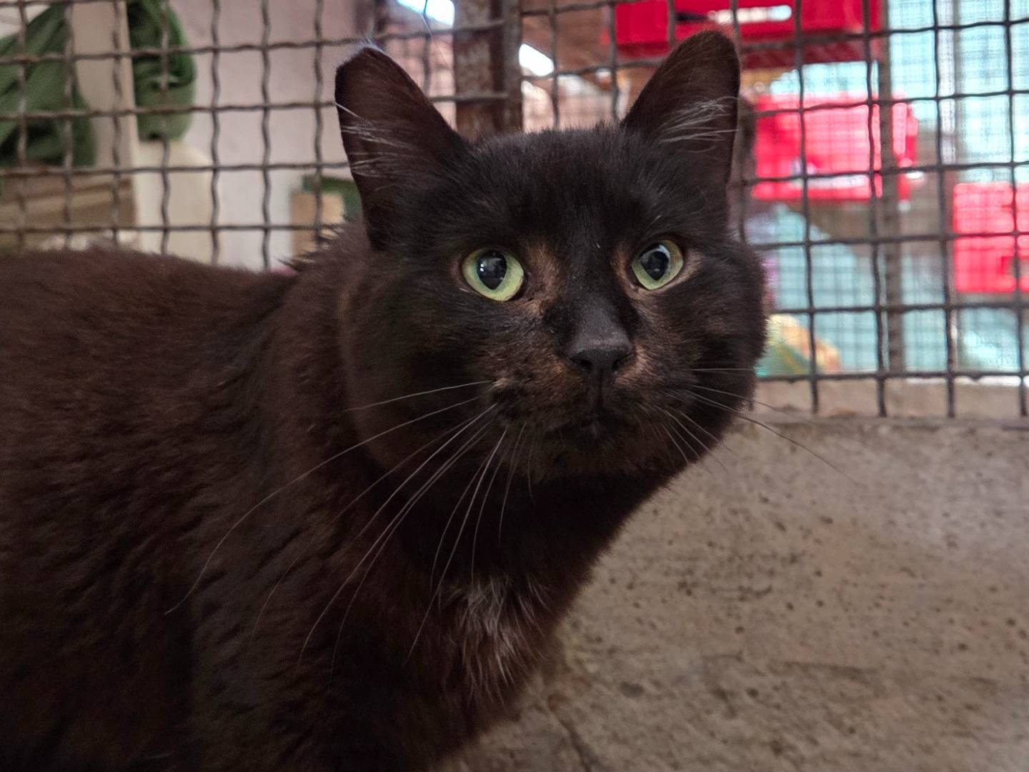 Adotta un gatto, taglia non valida, maschio, Roma