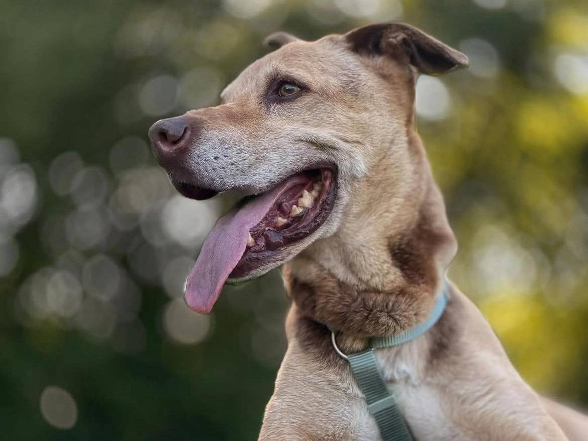 Adozione cane, femmina, Razza sconosciuta Razza sconosciuta, 10 anni e 4 mesi, taglia media contenuta, Bergamo